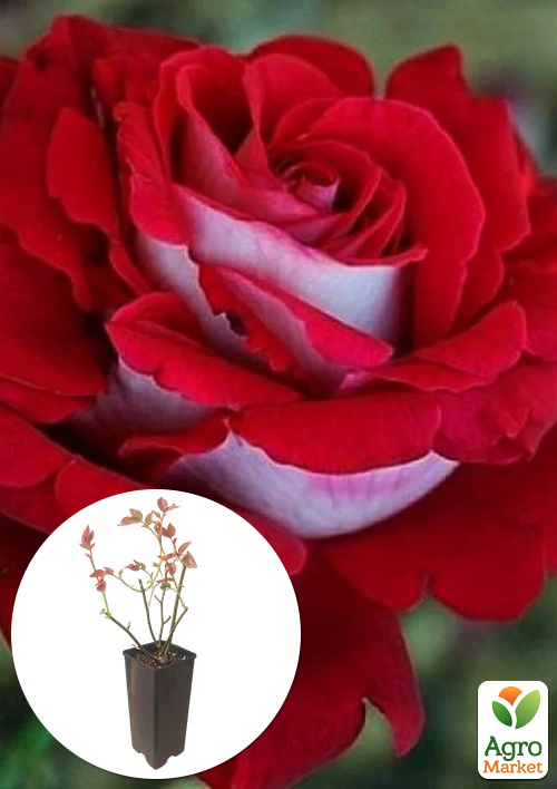 

Троянда чайно-гібридна Luxor у контейнері, вищий сорт