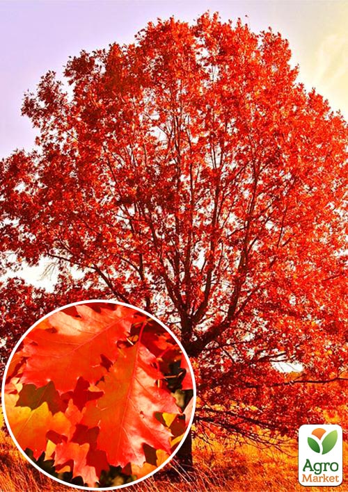 

Дуб ярко-красный Quercus rubra (устойчив к вредителям и болезням) высота 20-50см