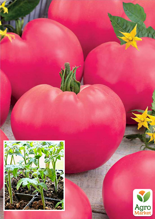 

Розсада Томат «Дика Роза» (фермерське вирощування), 1шт в упаковці