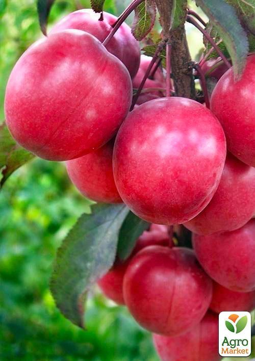 

Слива Писсарди (осенний сорт, поздний срок созревания)