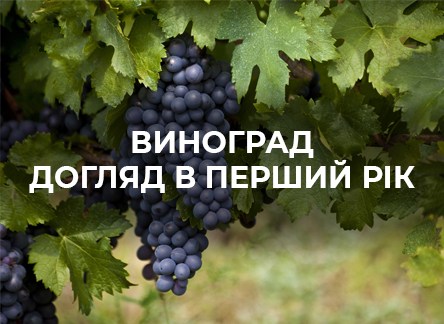 Як доглядати за виноградом у перший рік