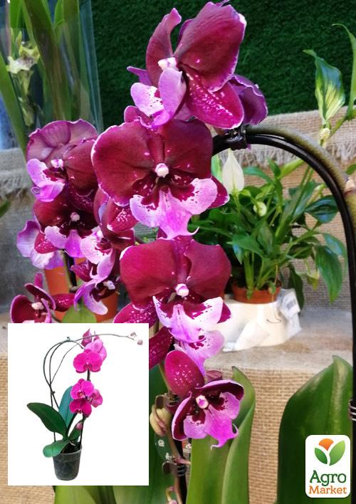 Орхидея (Phalaenopsis) "Cascade Wine" 1 саженец в упаковке (комнатный) Нидерланды