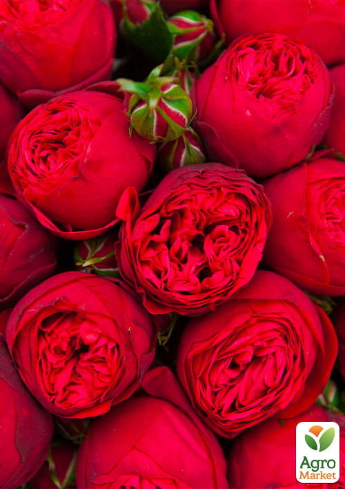 

Роза английская Red Piano (саженец класса АА+) высший сорт