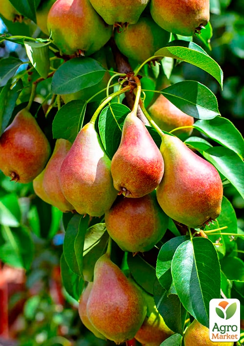 

Груша Радуга (зимний сорт, поздний срок созревания)