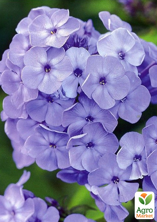 

Флокс многолетний Blue Paradise