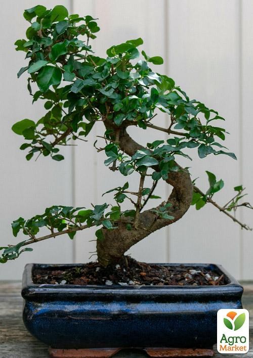 

Бонсай "Ligustrum"