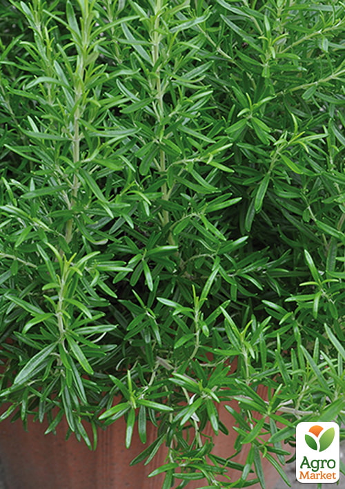 Розмарин "Abraxas", С2 (сильный хвойный аромат и декоративный вид) 1 саженец в упаковке
