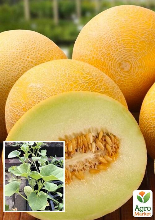 

Розсада Диня «Колгоспниця» (фермерське вирощування), 1шт в упаковці