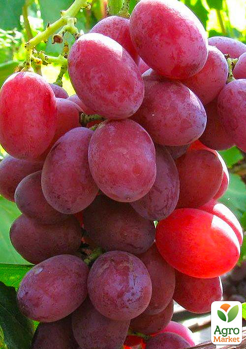 

Виноград Вовчик (надранній термін дозрівання, дуже велика гроно)