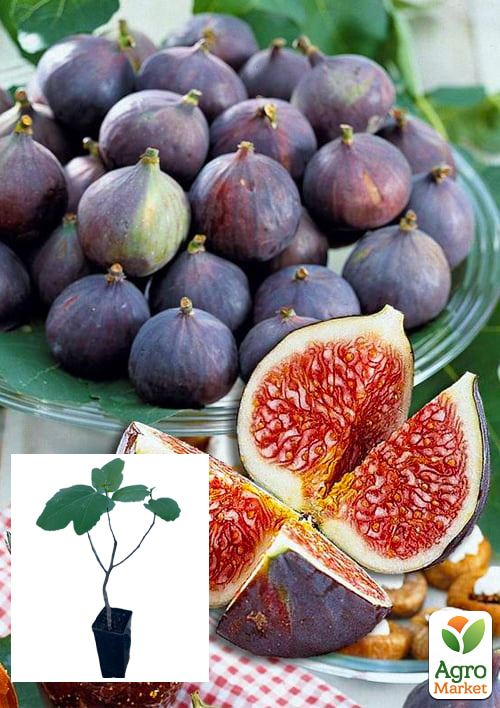 

Инжир фиолетовый Черный Принц саженец 2 года (ремонтантный, крупноплодный сорт, средний срок созревания)