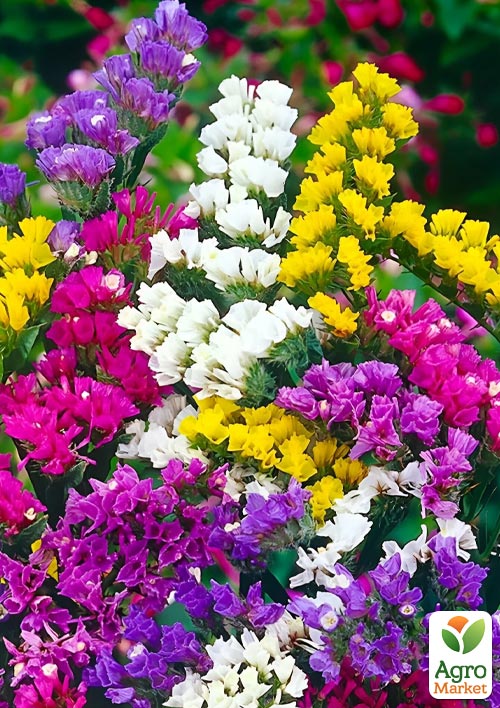 

Статиця Pacific Mix (кермек, лимоніум, сухоцвіт)