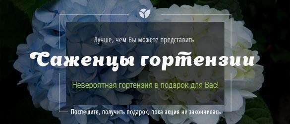 Изумительной красоты гортензия в подарок специально для Вас! Изумительной красоты гортензия в подарок специально для Вас!