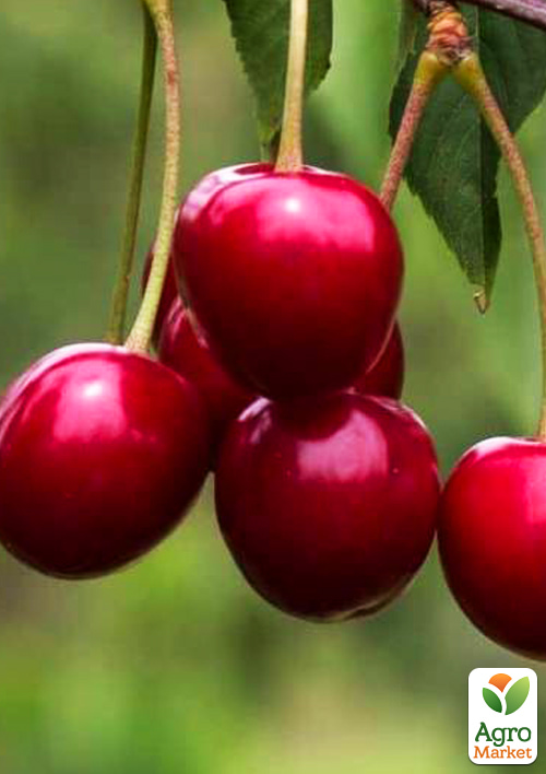 

Вишня Рубин (сладкий, летний сорт, ранний срок созревания)