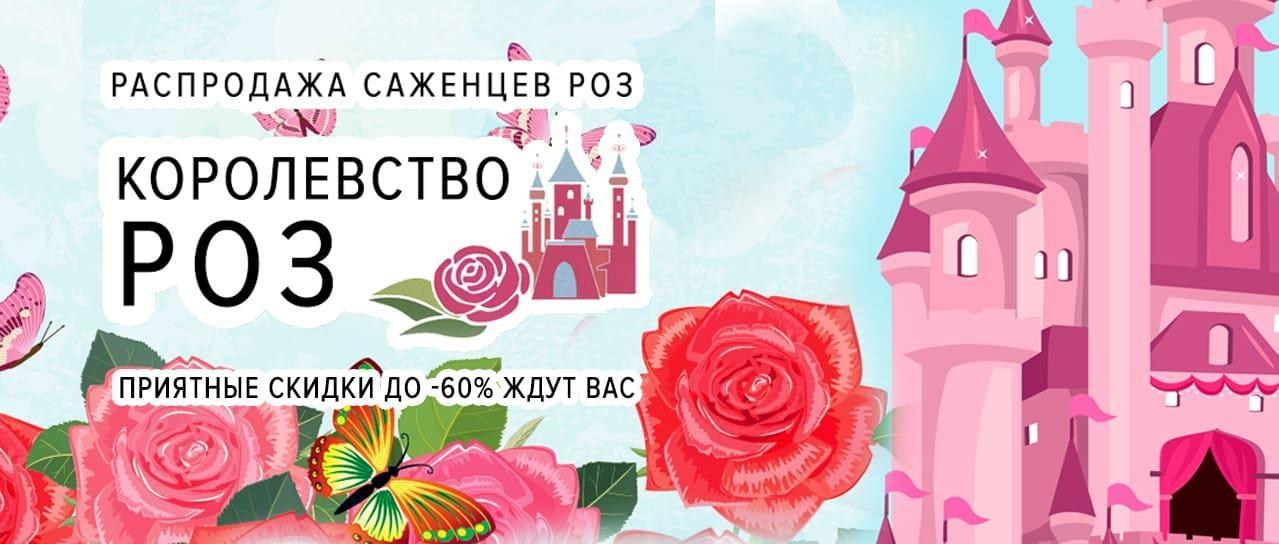 Королевство роз: саженцы прекрасных роз со скидками до -60% Королевство роз: саженцы прекрасных роз со скидками до -60%