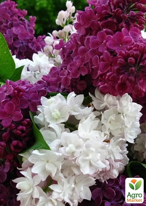 

Бузок звичайний Мікс сортів