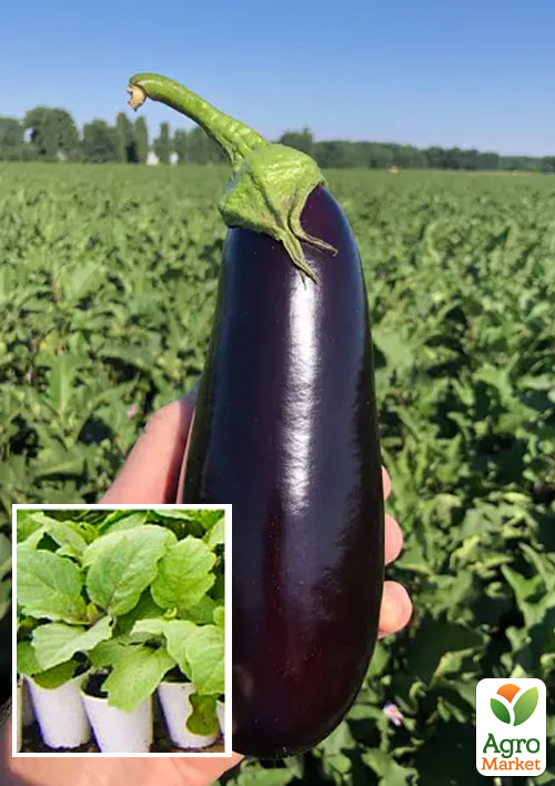 

Розсада Баклажан «Анатолія F1» (фермерське вирощування)