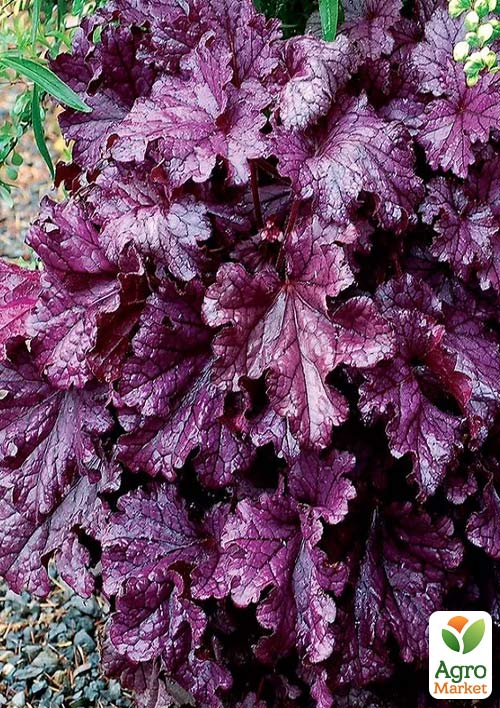 

Гейхера (Heuchera) Grande Ametyst