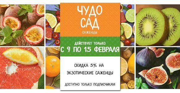 Чудо сад: скидка 5% на саженцы экзотических растений Чудо сад: скидка 5% на саженцы экзотических растений