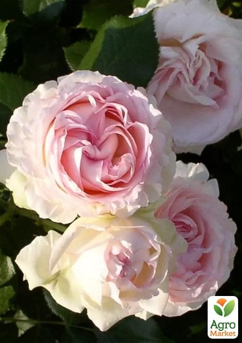 

Троянда англійська Едем (саджанець класу АА +) вищий сорт