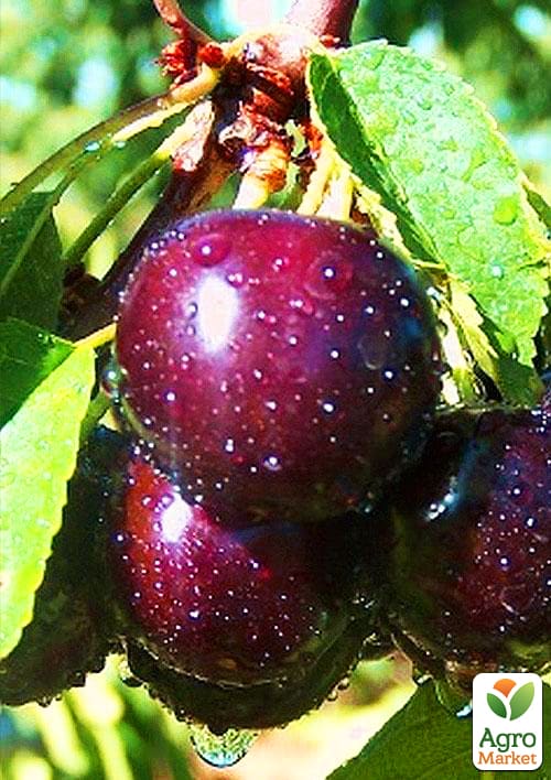 

Вишня Лутовка