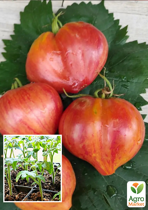 

Рассада Томат «Воловье сердце полосатое» (фермерское взращивание)