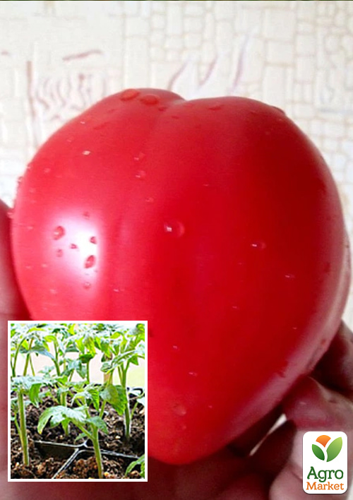 

Розсада Томат «Серце Келлі» (фермерське вирощування)