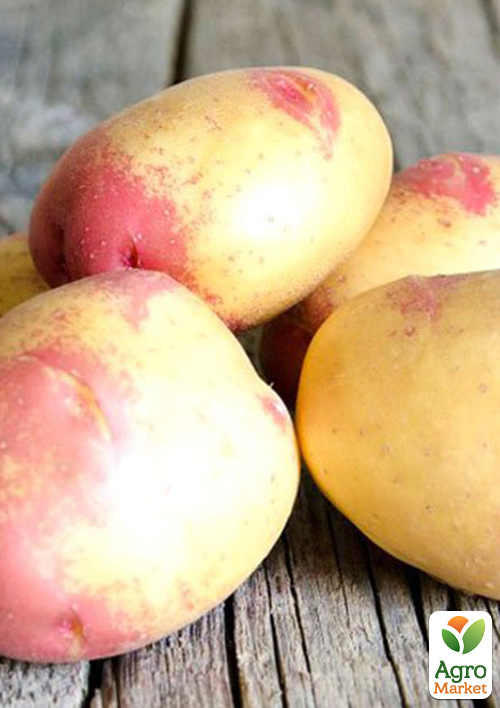 Картофель "Пикассо" семенной позднеспелый (1 репродукция) 10кг