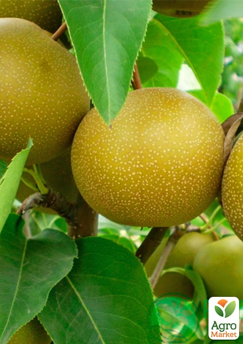 

Азиатская груша Миллениум (красивая бронзовая шкурка, суперсочный сорт)