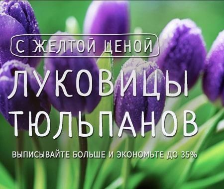 Акция! Желтые цены на луковицы головокружительных тюльпанов Акция! Желтые цены на луковицы головокружительных тюльпанов