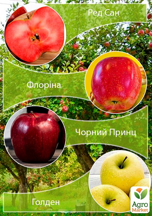 

Дерево-сад Яблуня Ред Сан+Флоріна+Чорний Принц+Голден