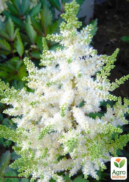 

Астильба Brautschleier 1шт