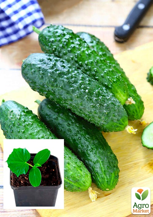 

Розсада Огірок «Лютояр F1» (фермерське вирощування), 1шт в упаковці