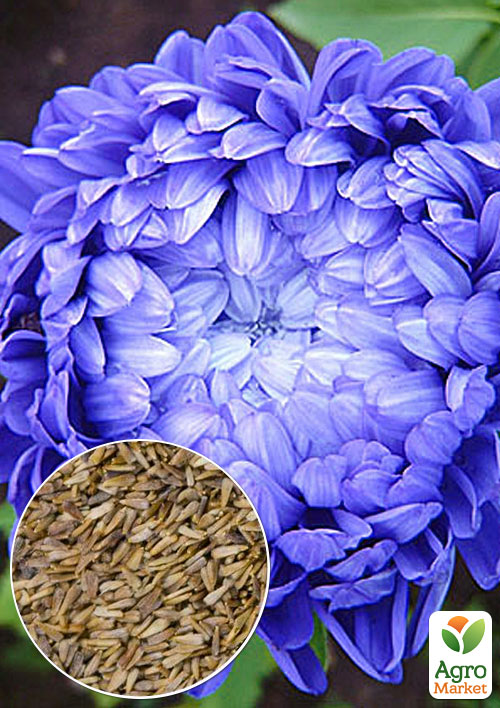 

На развес Астра крупноцветковая Аполония пионовидная ТМ Весна цена за 1,5г