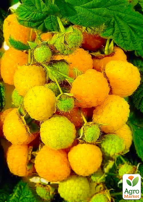 

Малина Ярославна (ремонтантний сорт, середній термін дозрівання) 1-річний саджанець