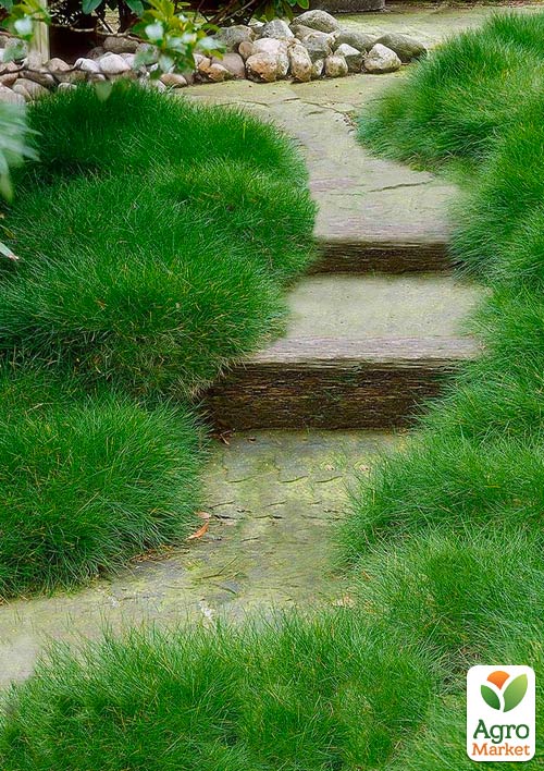 

Овсяница зеленая Green (Festuca green)