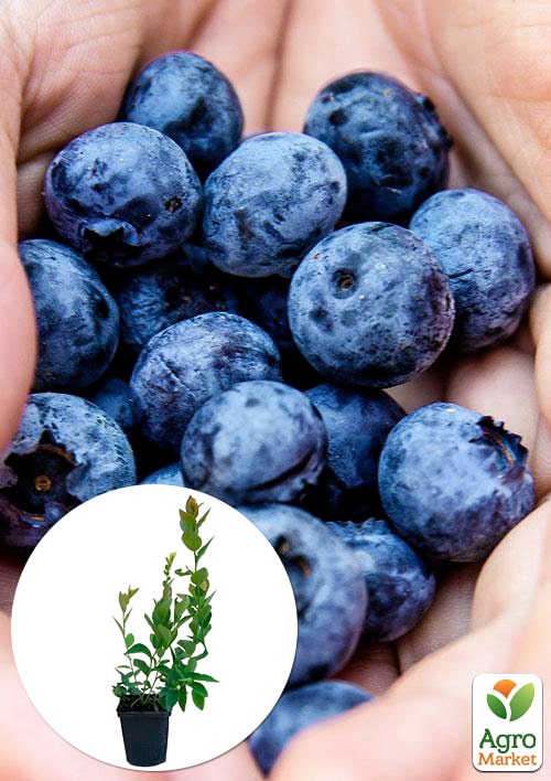 

Голубика (черника садовая) Торо (Toro) (поздний срок созревания, очень крупная)