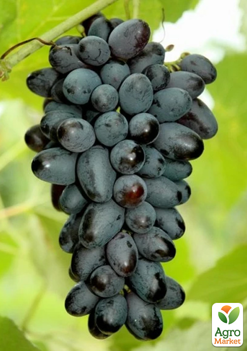 

Виноград Джой (кишмиш, ранньо-середній термін дозрівання, селекція США)