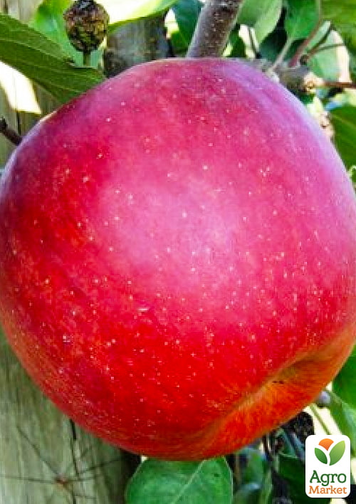 

Яблоня Чемпион Арно (зимний сорт, поздний срок созревания)