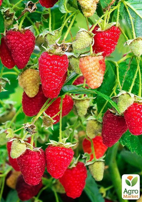 

Малина Рубиновое ожерелье (ремонтантный крупноплодный, зимостойкий сорт) 1-летний саженец