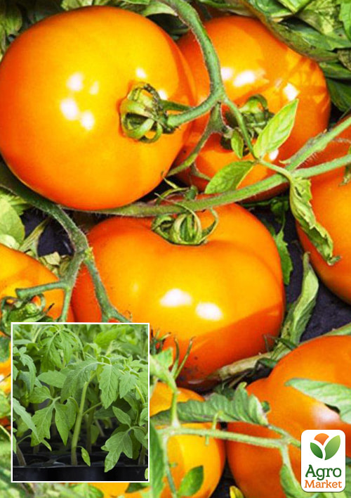 

Рассада Томат «Айсан KS 18» (фермерское взращивание), 1шт в упаковке