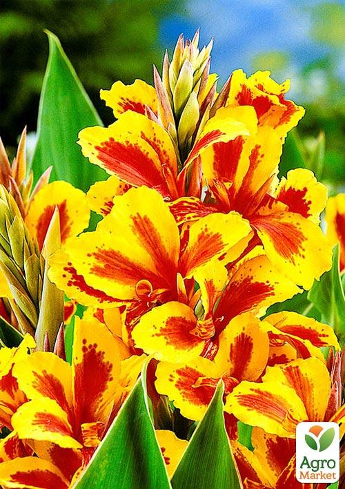 

Канна Низькоросла Queen Charlotte