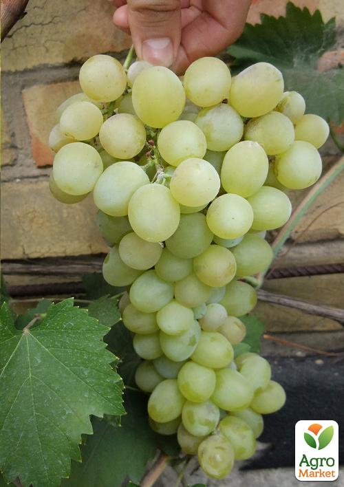 

Виноград Цитрон Магарача (винний)