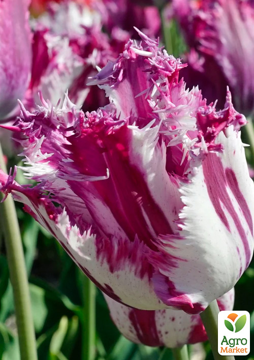 

Тюльпан Purple Circus