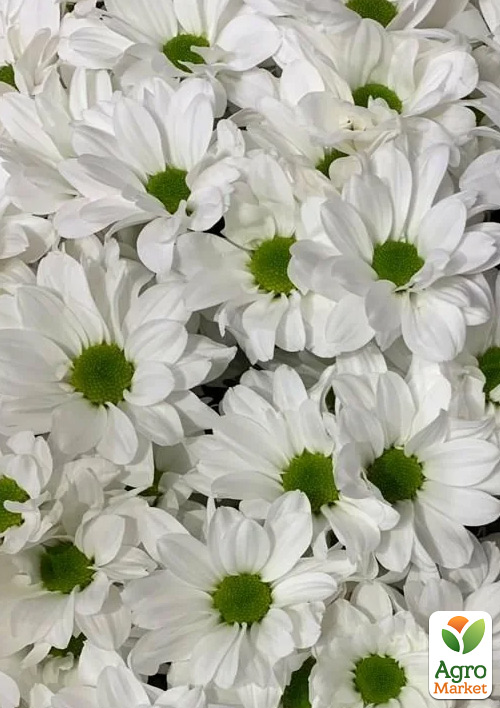 

Хризантема мультифлора куляста Lumia Blanc