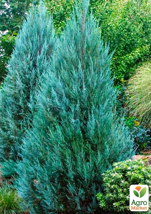 

Можжевельник скальный Moonglow (контейнер Р9, высота 25-30 см)