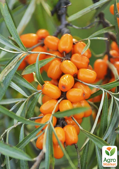 

Обліпиха 2-річна Улюблена укорінена в контейнері (жіночий сорт)