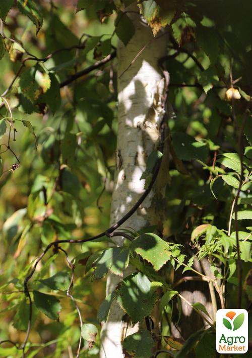 

Береза плакучая Spider Alley С20 высота 100-150см