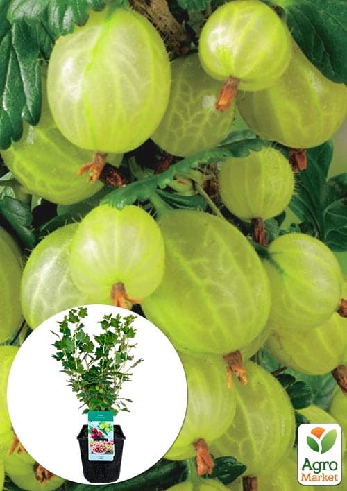 

Крыжовник Инвикта 2х-летний, укорененный в контейнере