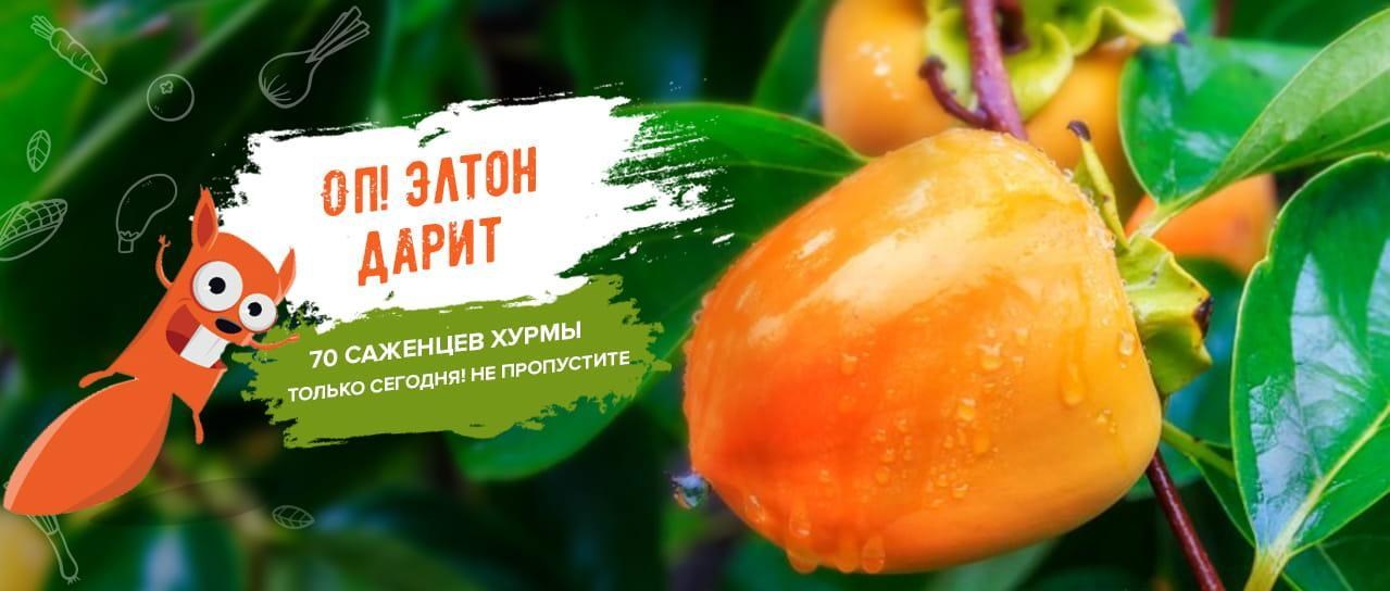 Акция! Дарим 70 саженцев хурмы Акция! Дарим 70 саженцев хурмы