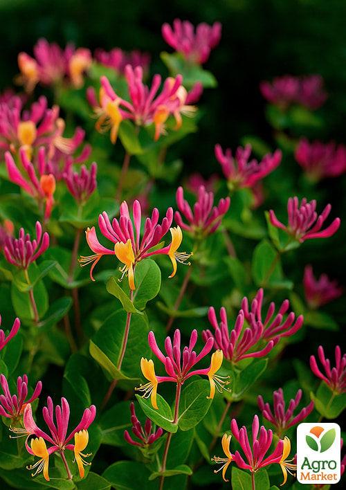 

Жимолость Гекротта 2x-річна «Goldflame» С2, висота 50-90см